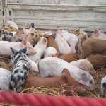 बाँकेका महिला व्यावसायिक बङ्गुरपालनतर्फ आकर्षित