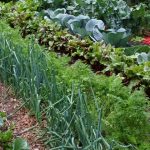 कृषिमा भविष्य खोज्दै पोखरेली युवा