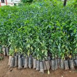 कञ्चनपुरमा सात लाख बिरुवा वितरण