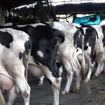 २० करोड लगानीमा गाईपालन