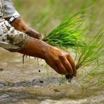 डडेल्धुरामा ९५ प्रतिशत रोपाइँ सम्पन्न