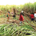 भुक्तानी नपाएपछि सर्लाहीका उखु किसान आन्दोलनको तयारीमा