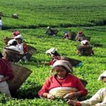 नेपाली चिया चीन निर्यातका लागि बाटो खुल्दै