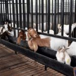 आर्थिक उन्नतीमा  बोयर पालन, कम्तीमा ६० देखि ९० किलो बढी मासु उत्पादन