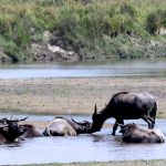 चितवन राष्ट्रिय निकुञ्जमा ६ वर्षको अवधिमा मरे २३ वटा अर्ना