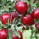 हिमालपारिको जिल्ला मुस्ताङका फाँटमा लटरम्म स्याउ