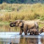 चितवन राष्ट्रिय निकुञ्जमा चार महिनामा ४९ वन्यजन्तुकाे मृत्यु