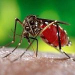 बागमती प्रदेशमा डेंगु संक्रमितको संख्या ४२ हजार नाघ्यो