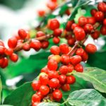 आज राष्ट्रिय कफी दिवस मनाइँदै