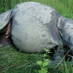 चितवनमा दुई दिनमा दुई गैंडा मृत फेला