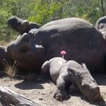 चितवन राष्ट्रिय निकञ्जमा भेटियाे मृत  गैडा