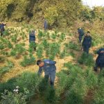 चितवन प्रहरीले गर्‍यो राप्तीको पहाडी क्षेत्रमा लगाइएको गाँजा र अफिम खेती नष्ट