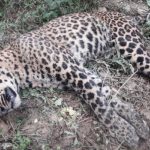 बैतडीमा चितुवा मृत फेला