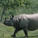 गैँडा संरक्षणसम्बन्धी अन्तर्राष्ट्रिय छलफल चितवनमा