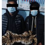 कैलालीमा बाघको छालासहित दुईजना पक्राउ