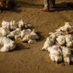 काठमाडौंमा बर्डफ्लू भेटियाे, तीनवटा फार्मका कुखुरा र अन्डा नष्ट गरियो