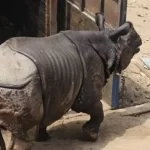 चितवनमा गरियाे सेफ्टीट्याङ्कीमा फसेको गैँडाको उद्धार