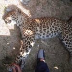 पाेखारामा चितुवाकाे आक्रमणबाट दुईजना घाइते