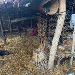 गोठ नै रित्तियो ठोरीमा बाघको आतंक