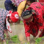 ‘राष्ट्रिय धान दिवस’ को अवसरमा जुम्लामा चैत १२ गते सार्वजनिक बिदा