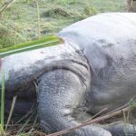सात महिनाको पोथी र ६ महिनाको भाले गैँडा मृत फेला