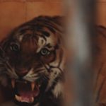 कैलालीमा बाघकाे आक्रमणबाट एक युवक घाइते