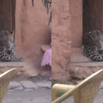 डाेटीमा घरभित्र पस्याे चितुुवा,स्थानिय त्रसित