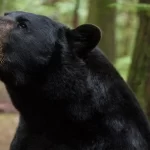 तनहुँमा भालुको आक्रमणबाट एक जना घाइते