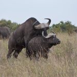 इन्डियन मुर्रा राँगा बाट नेपाली भैंसी ब्याउनी बनाइने