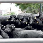 इन्डिया बाट १५ वटा मुर्रा राँगा उपहार ल्याइँदै