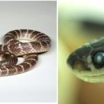 सर्लाहीमा सर्पले डसेर एक जनाको मृत्यु