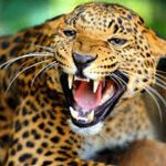 भिडियाे खिचिरहँदा चितुवाकाे आक्रमण, पाँच जना घाइते