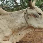 चितवनका सातवटै पालिकामा ६ हजार गाईभैँसीमा लम्पीस्किनको सङ्क्रमण