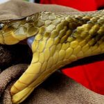 सर्पकाे टाेकाइबाट एक जना किशाेरकाे मृत्यु