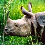 चितवनमा गैँडाकाे आक्रमणबाट ७६ वर्षीय वृद्धकाे मृत्यु