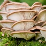 विषालु च्याउ खाँदा ११ जना बिरामी