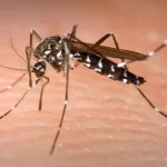 चितवनमा पछिल्लाे २४ घण्टामा ४ जनामा डेंगु संक्रमण