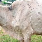 लुम्बिनी प्रदेशमा एक लाखभन्दा बढी ‘लम्पी स्किन’ बाट सङ्क्रमित