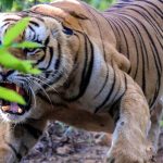 च्याउ टिप्न जाने क्रममा बाघको आक्रमणबाट एक महिला घाइते