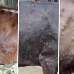 चितवनमा लम्पी स्किन नियन्त्रणका लागी साउन २५ गतेदेखि खाेप अभियान सुरू