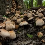 जंगली च्याउ खाँदा एकै परिवारका ३ सहित ६ जना बिरामी