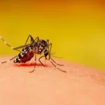 धरानमा सबै विधालय बन्द गरी डेङ्गी नियन्त्रण अभियान चलाउदैँ