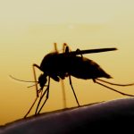 डेंगी संक्रमणबाट पाल्पामा एक जनाको मृत्यु