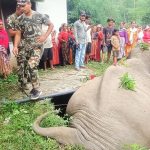 सेफ्टी ट्यांकीमा परेर जंगली हात्तीको मृत्यु