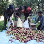 मुस्ताङमा स्याउ उत्पादन घट्यो