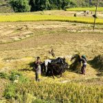 भक्तपुरमा धान भित्र्याउन चटारो