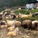 दसैँका लागि च्याङ्ग्रा भित्रियाे पाेखरामा