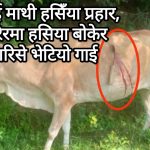 गाई माथी हसिँया प्रहार, शरिरमा हसिया बोकेर हिँडेको बेला भेटियो ।