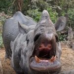 एक आँखा फुटेको बिक्रम गैडा आजिबन खोरमा