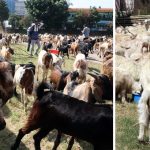 जिउदाे खसीबाेका च्याङग्रा सहुलियत मूल्यमा बिक्री सुरू